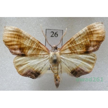 Plagodis dolabraria (Linnaeus, 1767) Czech26
